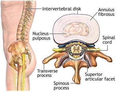 Joints of the Spine The primary weight-bearing joint in the spine is the intervertebral disc.
