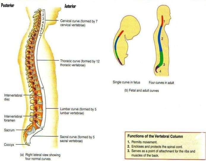 Legend would believe that these structures are discrete and can move out of place. This is not true. They are bound to the adjacent vertebrae and to the longitudinal ligaments.