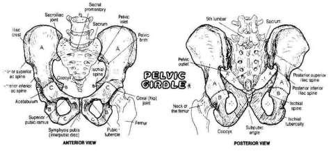 At the base of the spine is the pelvic girdle. It consists of 3 bones and 3 joints.