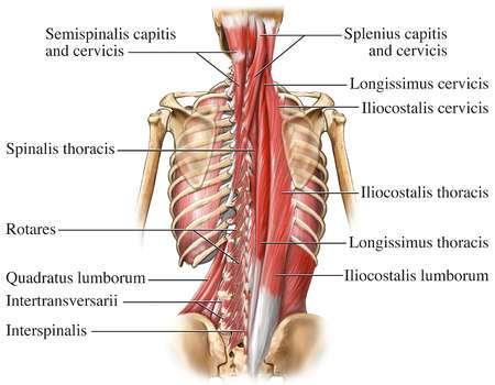 Muscles of the Spine Figure 9 Muscles of the spine The muscles of the spine are arranged on three groups: Vertical muscles Longissimus