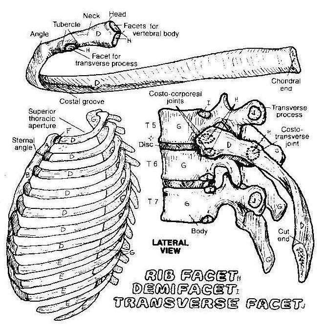 The Thoracic Cage This consists of 12 thoracic vertebrae and 12 pairs of ribs Each rib has at