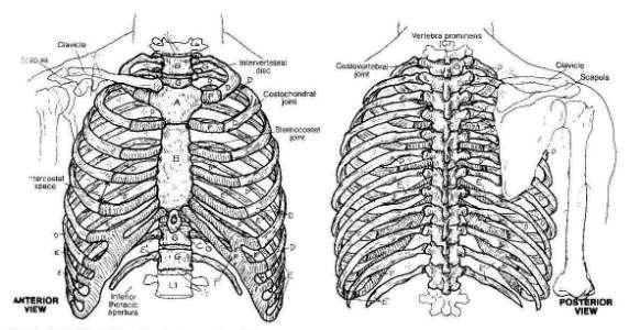 join on to the band of costal cartilage (passing up and joining onto the sternum) Ribs 11 and
