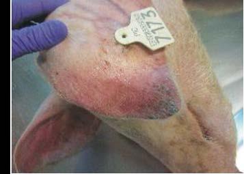 A. Infection can cause a wide range of clinical signs. Sick pigs usually die. In the backyard sector, pigs show a lack of appetite followed by sudden death. Rarely other clinical signs are observed.