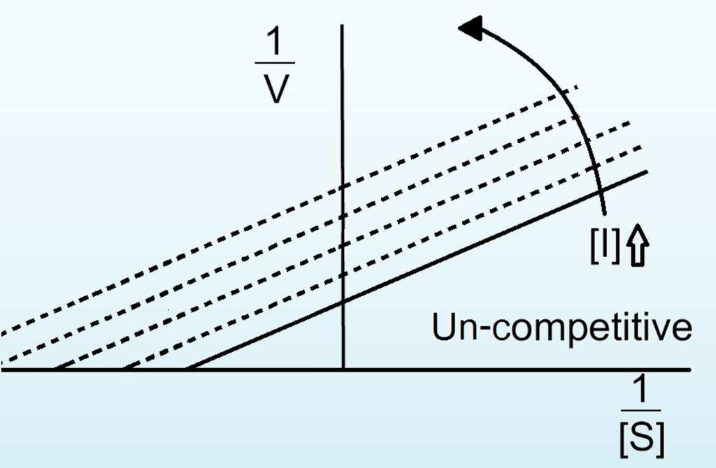 Both K m and k cat (V max ) are affected, resulting in parallel lines in the Lineweaver