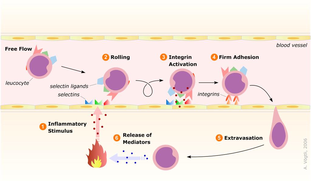 Role of the Selectins as Adhesion
