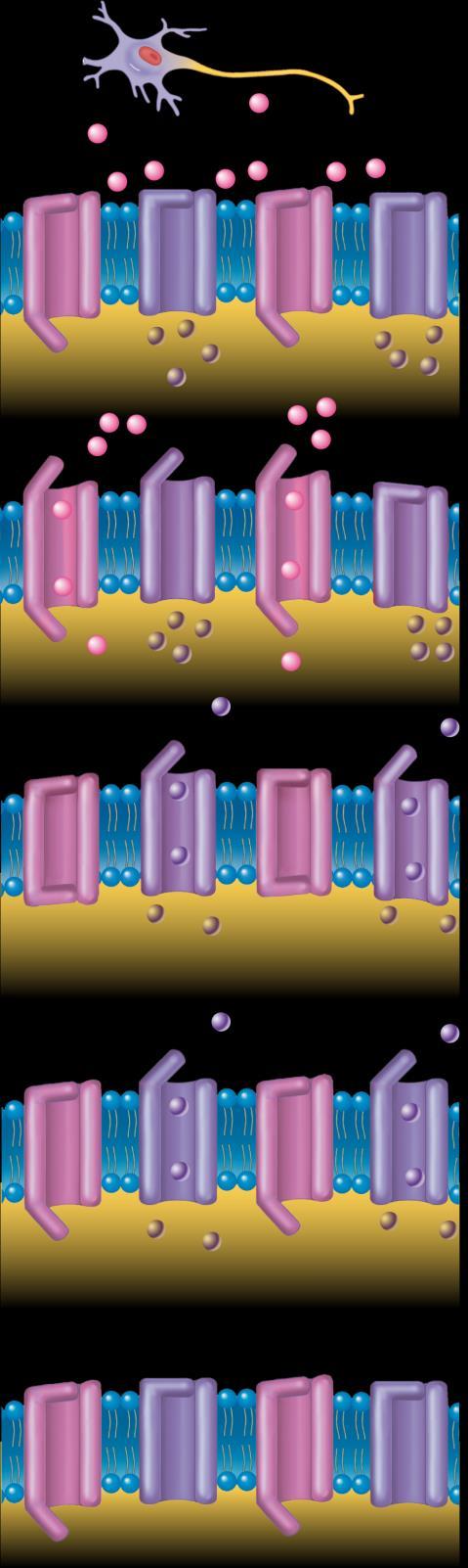 Membrane potential (mv) Membrane potential (mv) Membrane potential (mv) Membrane potential (mv) Membrane potential (mv) Operation of Gates: Action Potential Copyright The McGraw-Hill Companies, Inc.