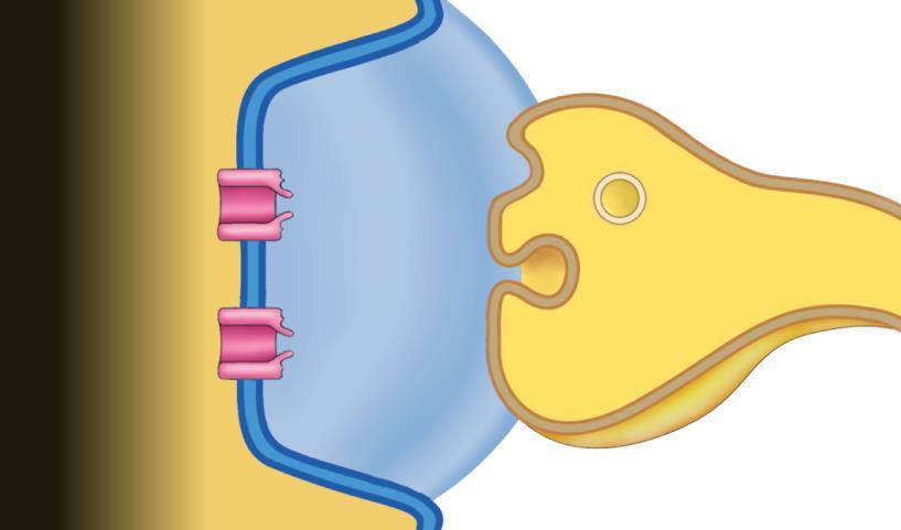 Removal of Neurotransmitter from Synaptic Cleft Copyright The McGraw-Hill Companies, Inc. Permission required for reproduction or display.