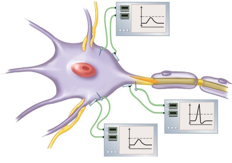 Spatial Summation Copyright The McGraw-Hill Companies, Inc. Permission required for reproduction or display. Axon Action potential 1 0 mv 50 90 Time Neuron cell body (a) Spatial summation.