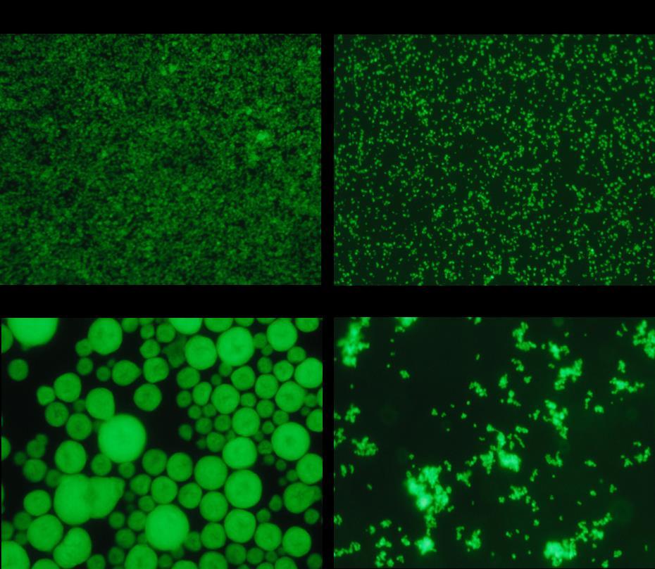 RESULTS AND DISCUSSION: Paramylon (95% purity) and two other yeast beta glucans were labelled with fluorescein FITC and imaged using a fluorescent microscope (Fig. 1).