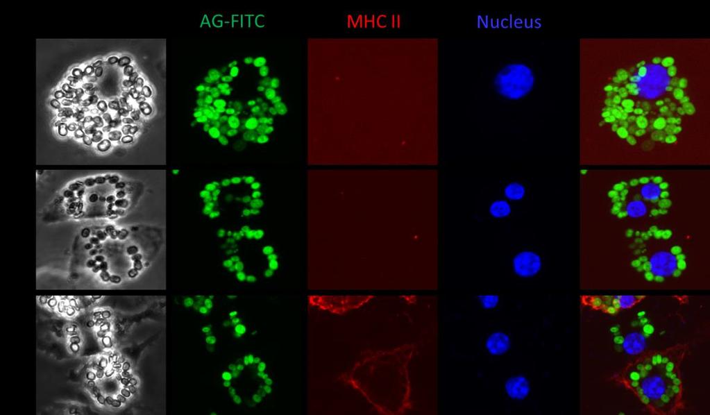 Figure 5. Phagocytosis of paramylon-fitc (green) by mouse dendritic cells for 2 hours.