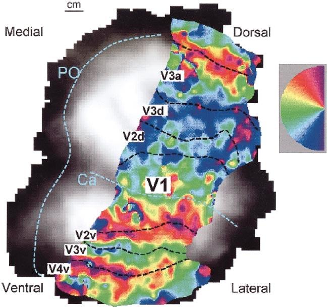 Figure 8 Visual area locations in a flattened representation of one human occipital lobe. The color at each position shows the visual stimulus angular position (see inset) that evoked activity.