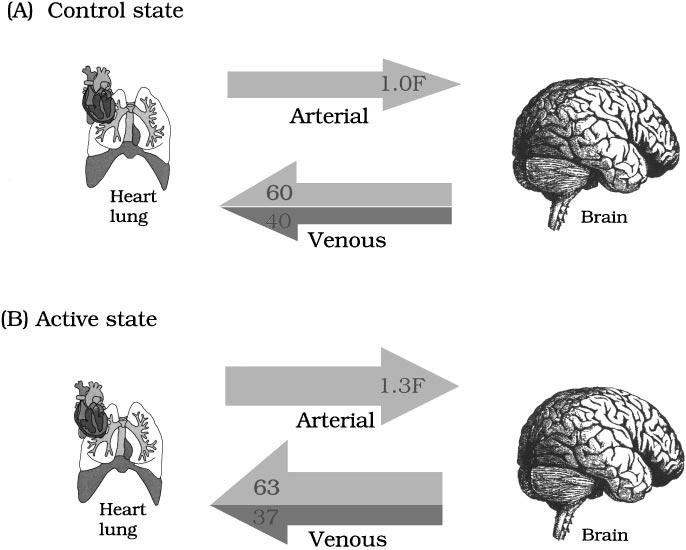 148 WANDELL Figure 1 Functional magnetic resonance imaging measures activity-dependent changes in blood oxygenation.