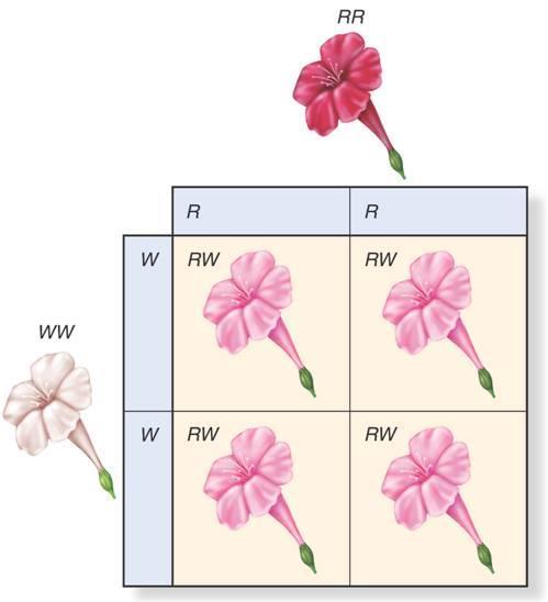 Beyond Dominant and Recessive Alleles A cross between red (RR) and white