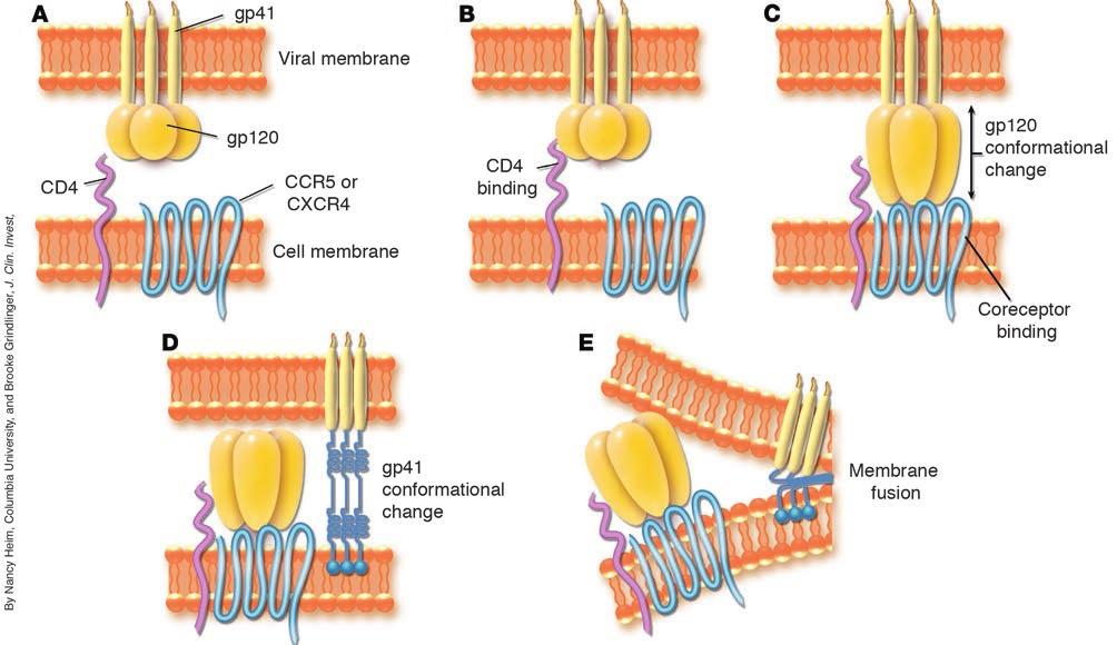 Figure 2 Interactions of HIV envelope glycoproteins, CD4, and chemokine receptors CCR5 or CXCR4 trigger fusion and entry of HIV.