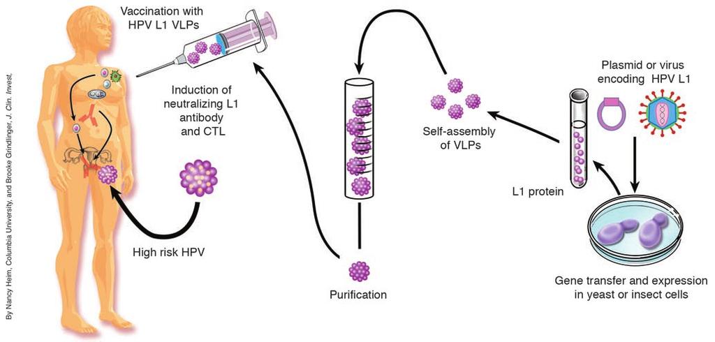 Figure 3 Vaccination against HPV infection using genotype-specific HPV L1 VLPs.