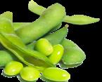 Utilizes the natural benefits of hydrolyzed pea proteins to deliver exceptional volumizing and anti-aging benefits.