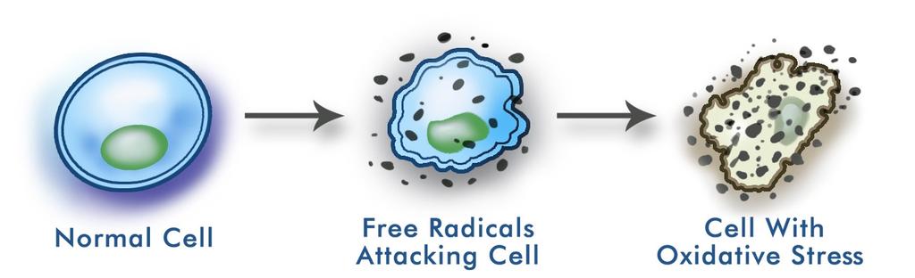 Free Radical Damage ROS is a general term used to describe reactive molecules and free radicals.