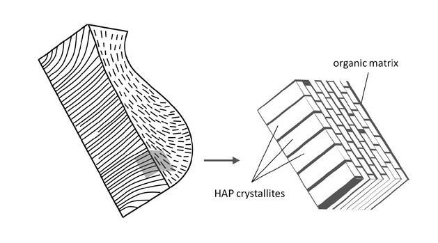 Figure 2.8: Cross-section of dental enamel revealing the key-hole shaped structure of the enamel rod packed with elongated HAp crystallites.