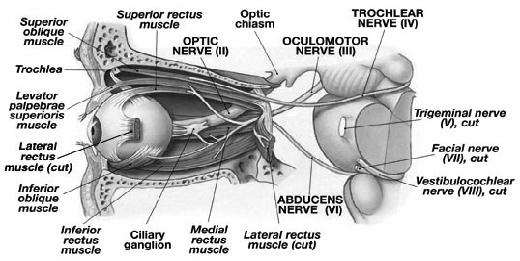 Occulomotor nerves Eye movements when