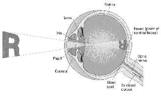 Structures of the Human Eye Light: The physical stimulus Light is a