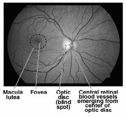Retina, as seen through pupil The retina is a tissue that is an