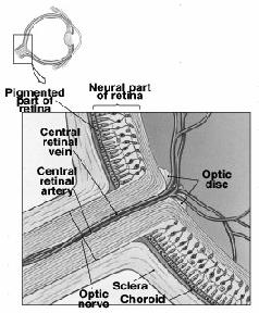Optic disc & start of optic nerve Optic disk, optic nerve,