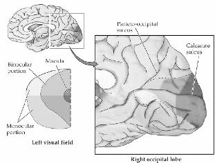 Striate cortex (V1, Area 17) Visual Cortex (or striate cortex) Primary and association areas
