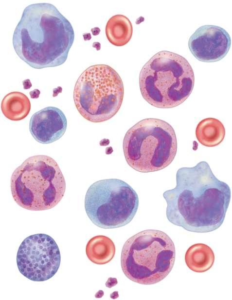 5. White blood cell differential Monocyte Small lymphocyte Platelets Neutrophil Eosinophil Small