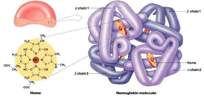 5.1. Red blood cells hemoglobin molecules oxygen carrying protein 4 chains of amino