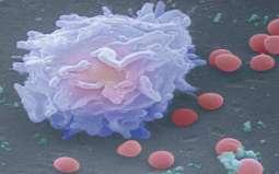Leukocytes