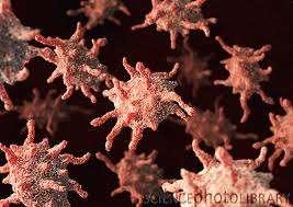 platelets - small fragments of megakaryocyte