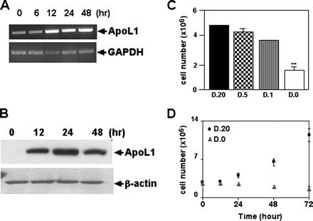 Time- and dose-dependent induction of apol1 and cell