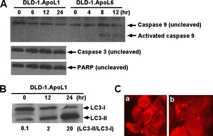 ApoL1-induced cell death is