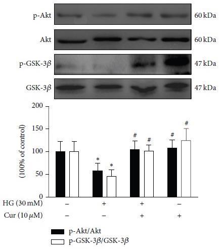 Curcumin Activated the PI3K/Akt/GSK-3β Signalling Pathway in Cardiomyocytes. Fig. 6-a n = 3 P < 0.