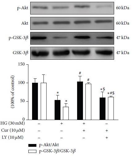 Curcumin Activated the PI3K/Akt/GSK-3β Signalling Pathway in Cardiomyocytes. Fig. 6-b n = 3 P < 0.05 versus NG group.