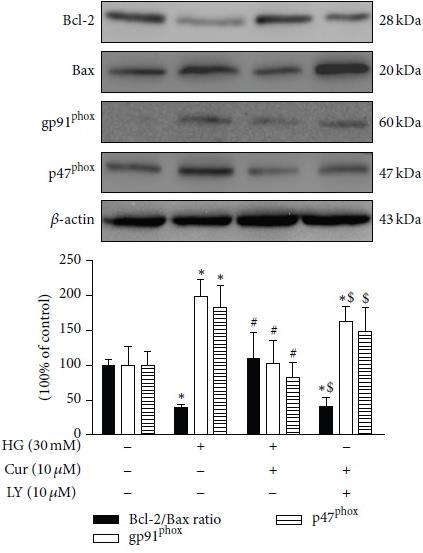 Curcumin Activated the PI3K/Akt/GSK-3β Signalling Pathway in Cardiomyocytes. Fig. 6-c n = 3 P < 0.05 versus NG group. #P < 0.