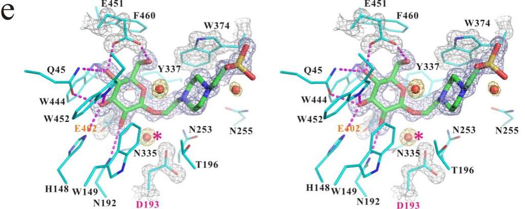 Figure S2. A stereoview of the ligand molecules and their surrounding residues in the active sites of NkBgl structures. The wild-type NkBgl is in complex with (a) glycerol, and (b) Bis-Tris.
