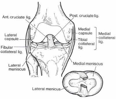 Department of Orthopaedics ANTERIOR CRUCIATE LIGAMENT RECONSTRUCTION SURGERY What is the Anterior Cruciate Ligament (ACL)?