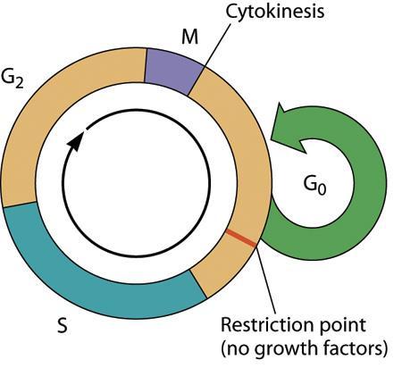 The Cell Cycle Regu