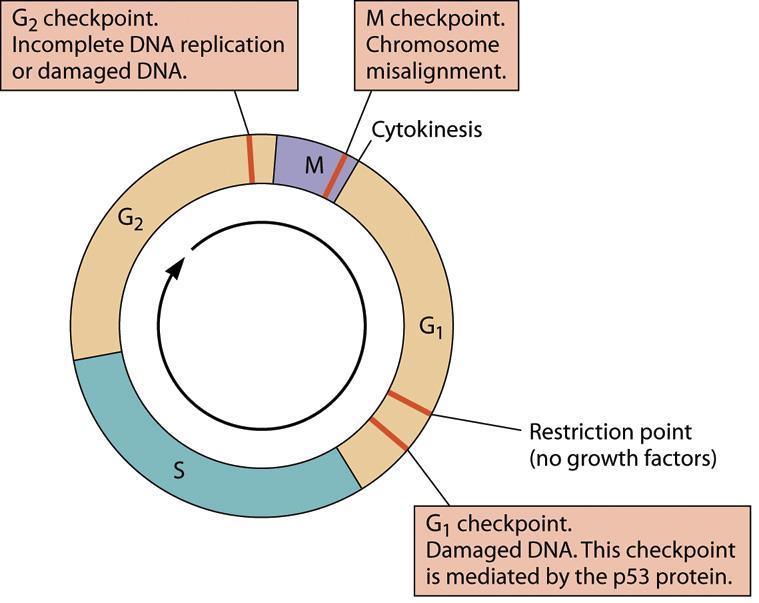 Cell Cycle Checkpoints Roles of cell cycle checkpoints Prevent entry into the next phase before the completion of the previous phase DNA damage checkpoints Cell cycle checkpoints G1 check point p53 :
