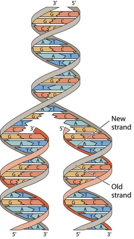DNA Replication DNA polymerase Addition of a nucleotide to the 3