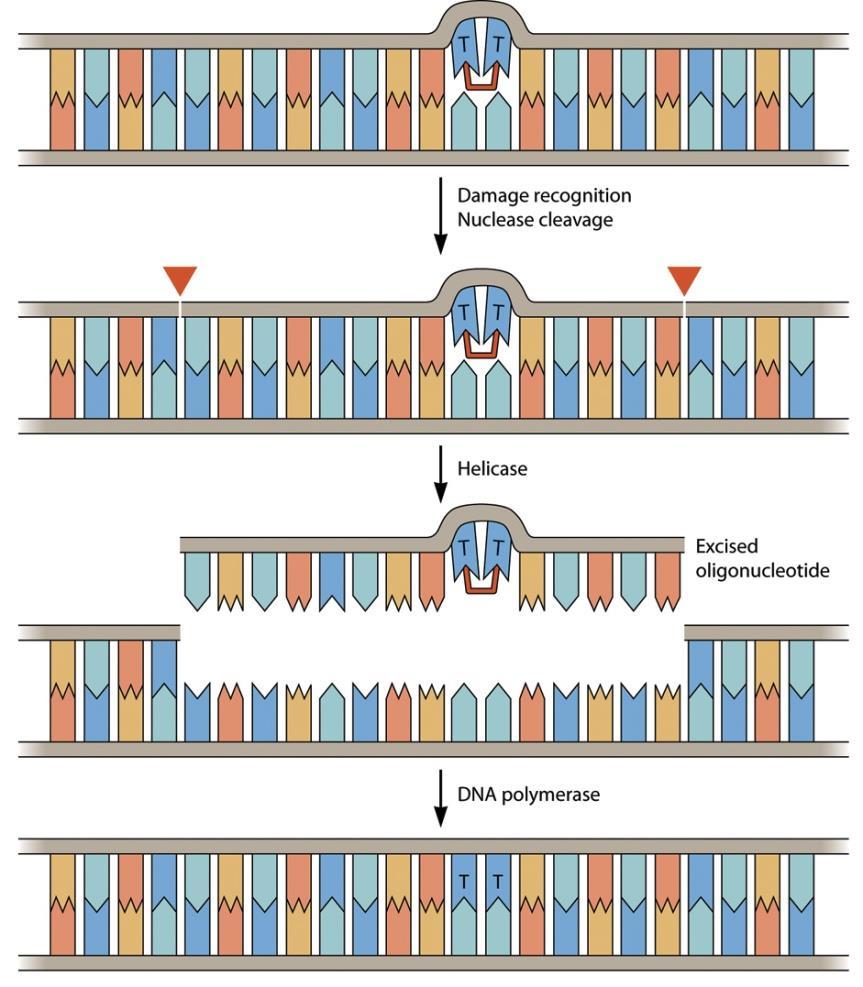 Repair System Mismatch repair as described before Excision repair Repair distorted DNA (T-T, benzopyrene binding) Excision of damaged region by nuclease and