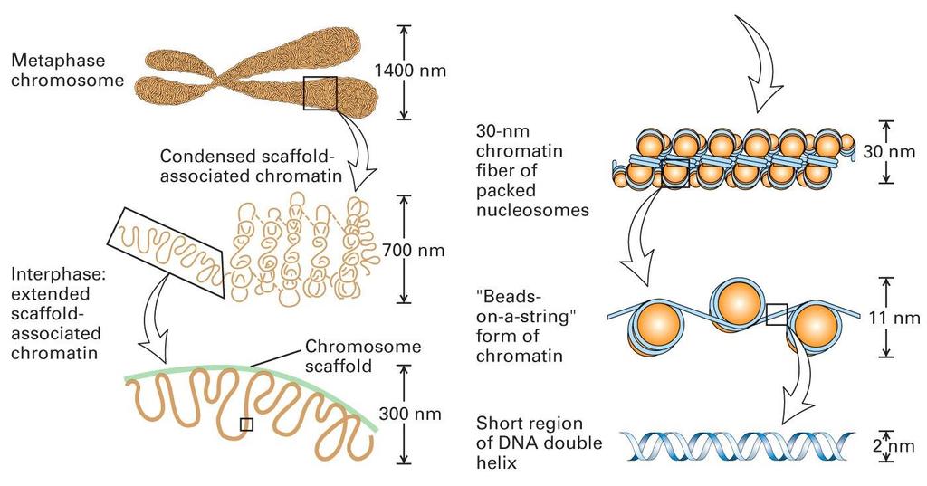 Chromosome Tightly packed