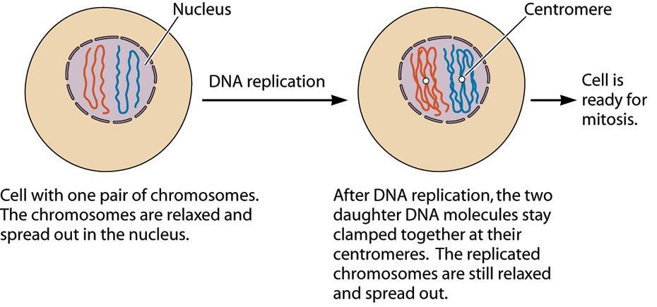 Mitosis Distribution of chromosome to daughter cells Mitosis does not begin until DNA