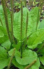 edible young leaves raw older leaves cooked Broad Leaf Plantain seeds are good ground for fibre topical fresh poultice fresh or