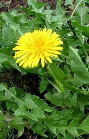 Dandelion edible all parts edible young leaves raw root, fresh or dried for tea/tincture topical flowers infused in