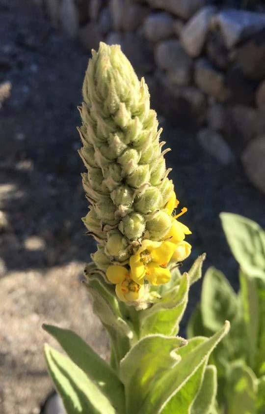 Mullein edible tea/tincture moistens mucous membranes smoking leaves for asthma, dry cough topical smoke blown into ear to relieve ear pain/inflammation flowers infused in oil helps ear infections