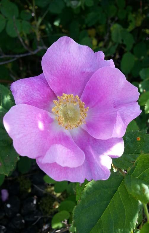 edible Wild Rose flowers: dried for tea or infused in honey hips: dried for tea/tincture for uterus health topical flowers calming