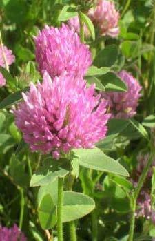 Red Clover edible all parts of plant flower, leaf, stem, roots dried or fresh for teas/tinctures topical infused in oil reduces stress and calms anxiety