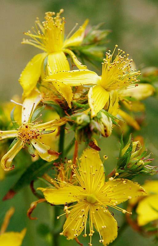 St. John s Wort edible flowers dried or fresh for teas/tinctures topical infused in oil can be used as a treatment for